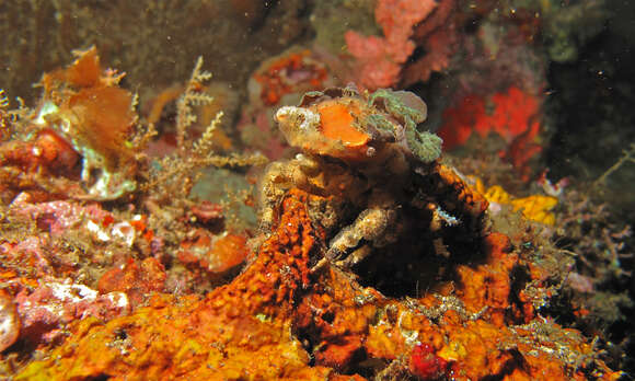 Image of Cyclocoeloma Miers 1880