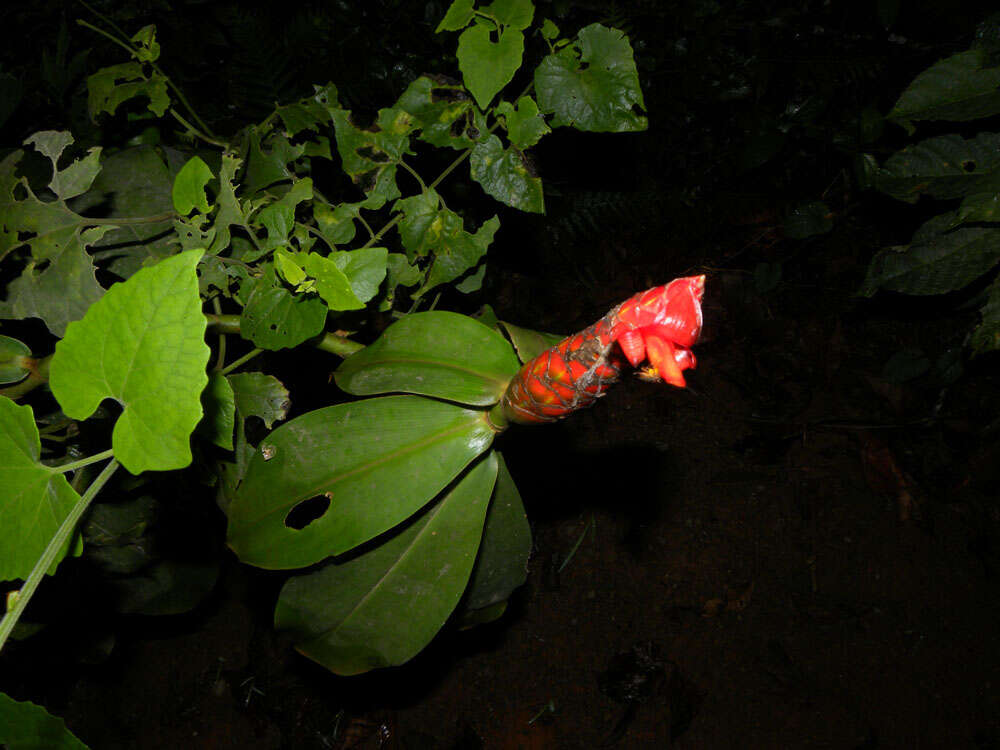 Image of spiral ginger