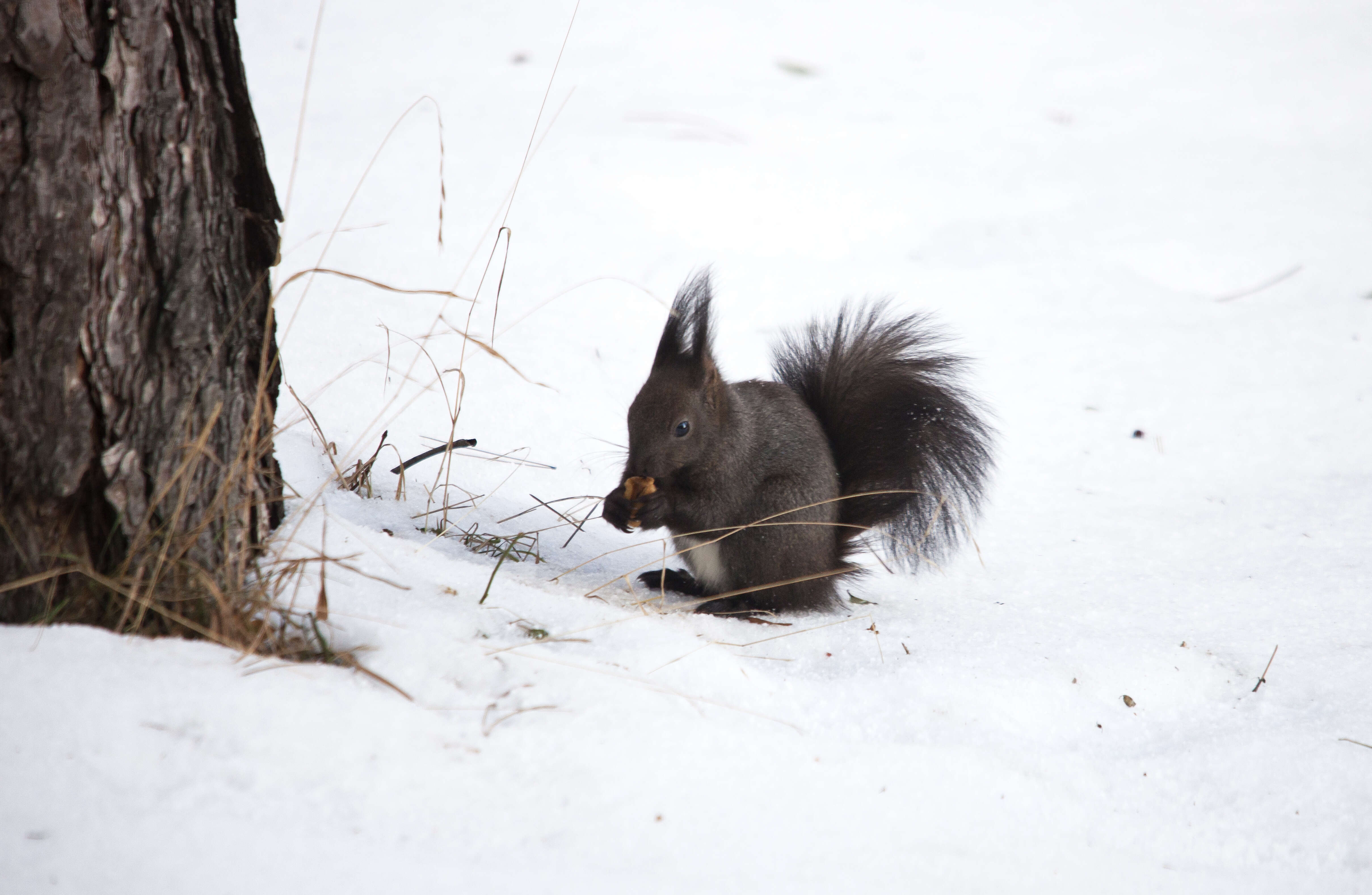 Image of Eurasian red squirrel