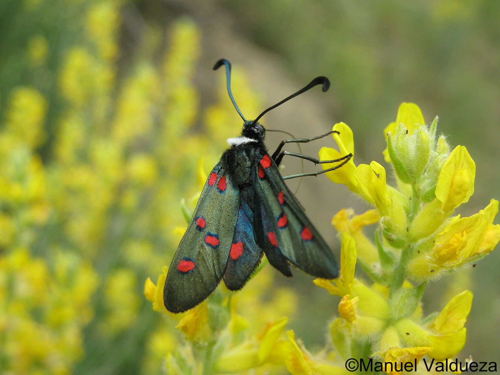 Image of Zygaena