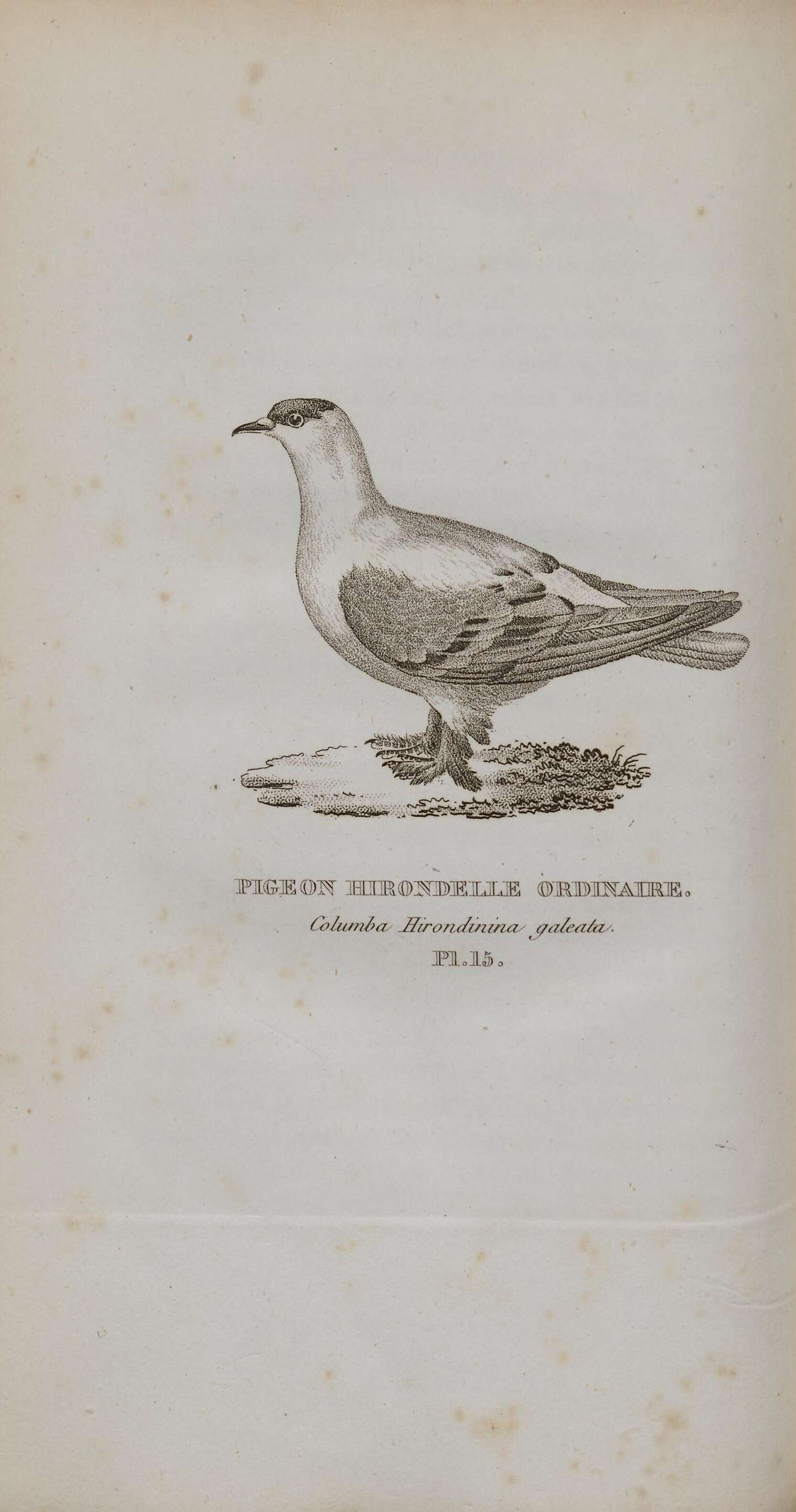 Image of Common Pigeon