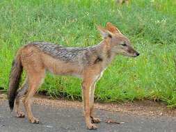 Image of coyote