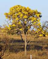 Image of Handroanthus