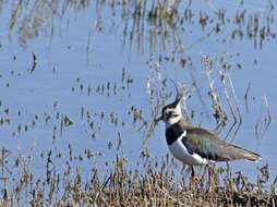 Image of Lapwing