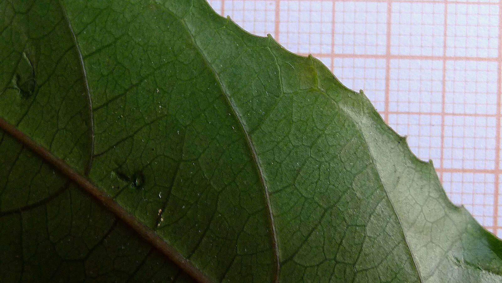 Image of Passiflora cacao Bernacci & M. M. Souza