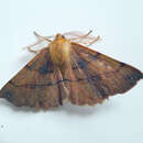 Image of feathered thorn