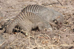 Image of Banded mongooses