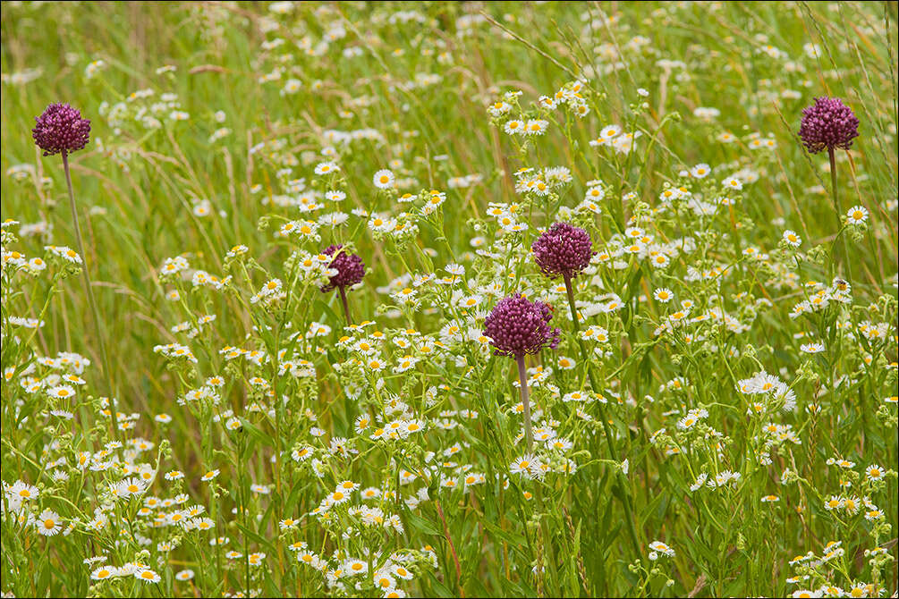 Image of Broadleaf wild leek