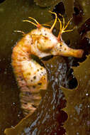 Image of seahorses