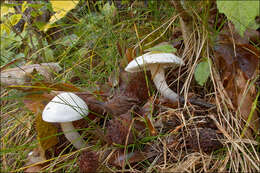 Image of Hygrophorus eburneus (Bull.) Fr. 1838