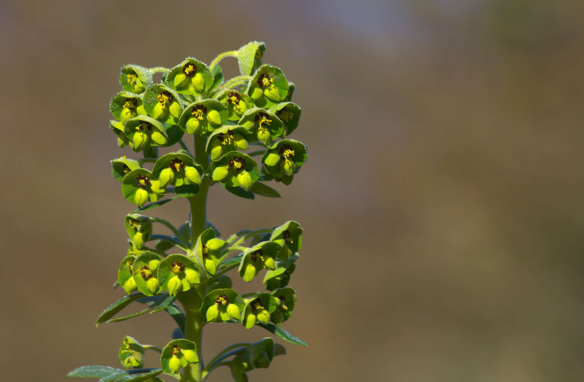 Image of Albanian spurge