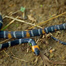 Image of Tschudi's False Coral Snake