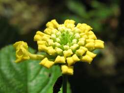 Image of lantana