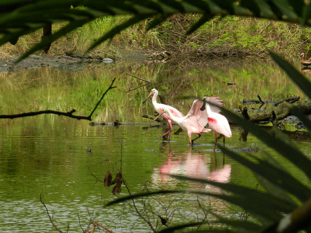 Image of Platalea Linnaeus 1758