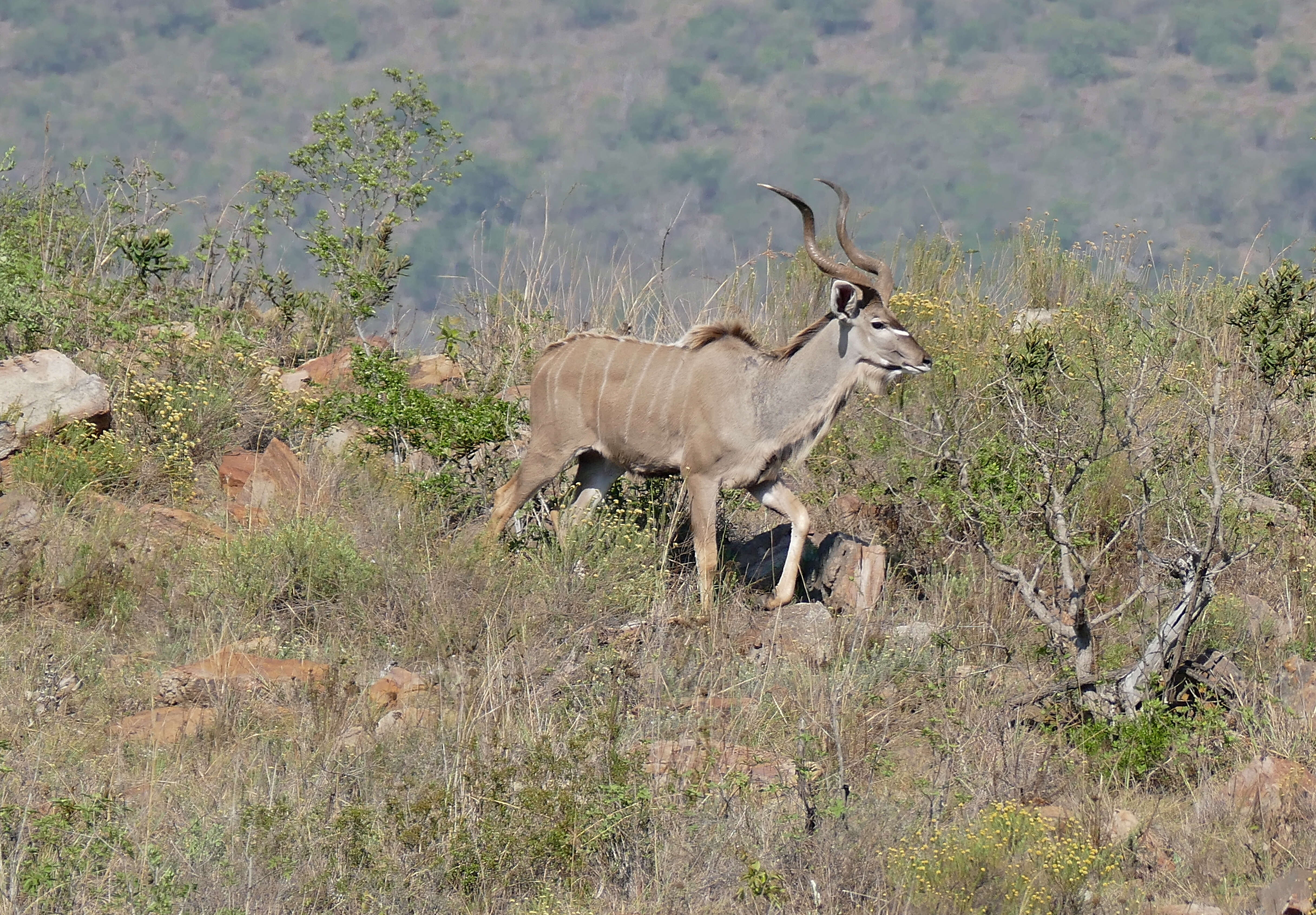 Image of Spiral-horned Antelope