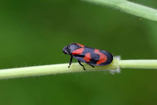 Image de Cercopis vulnerata (Rossi 1807)