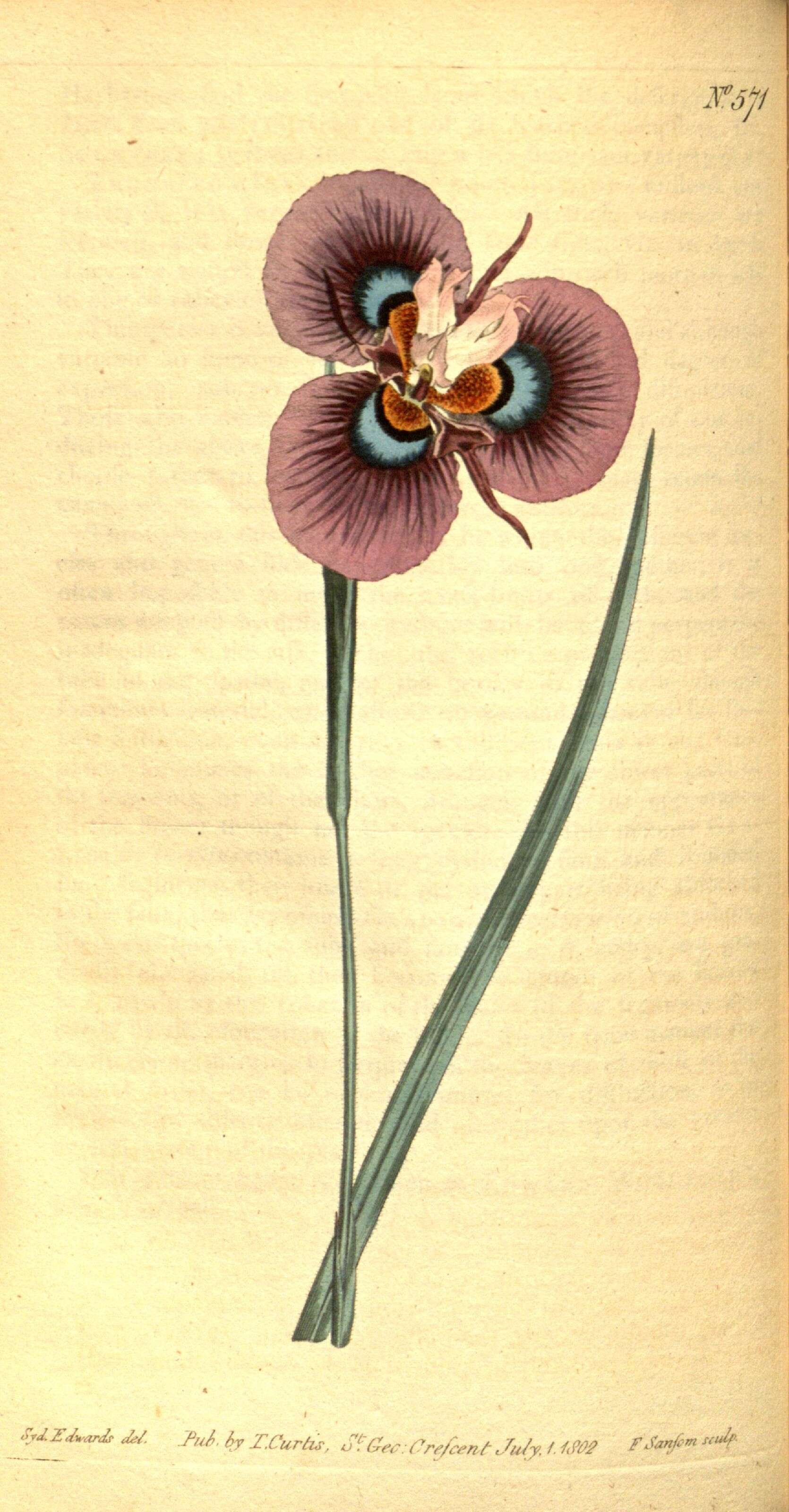 Image of Peacock moraea