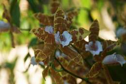 Image of Pansy orchids