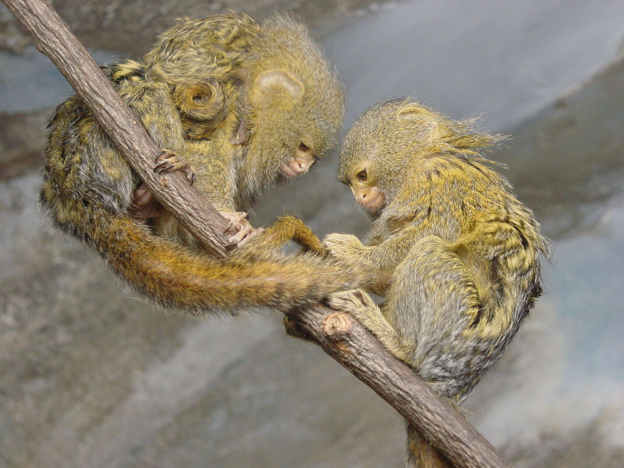 Image of pygmy marmoset