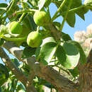 Sivun Jatropha macrocarpa Griseb. kuva