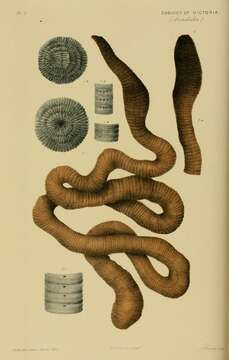 Image of giant worms
