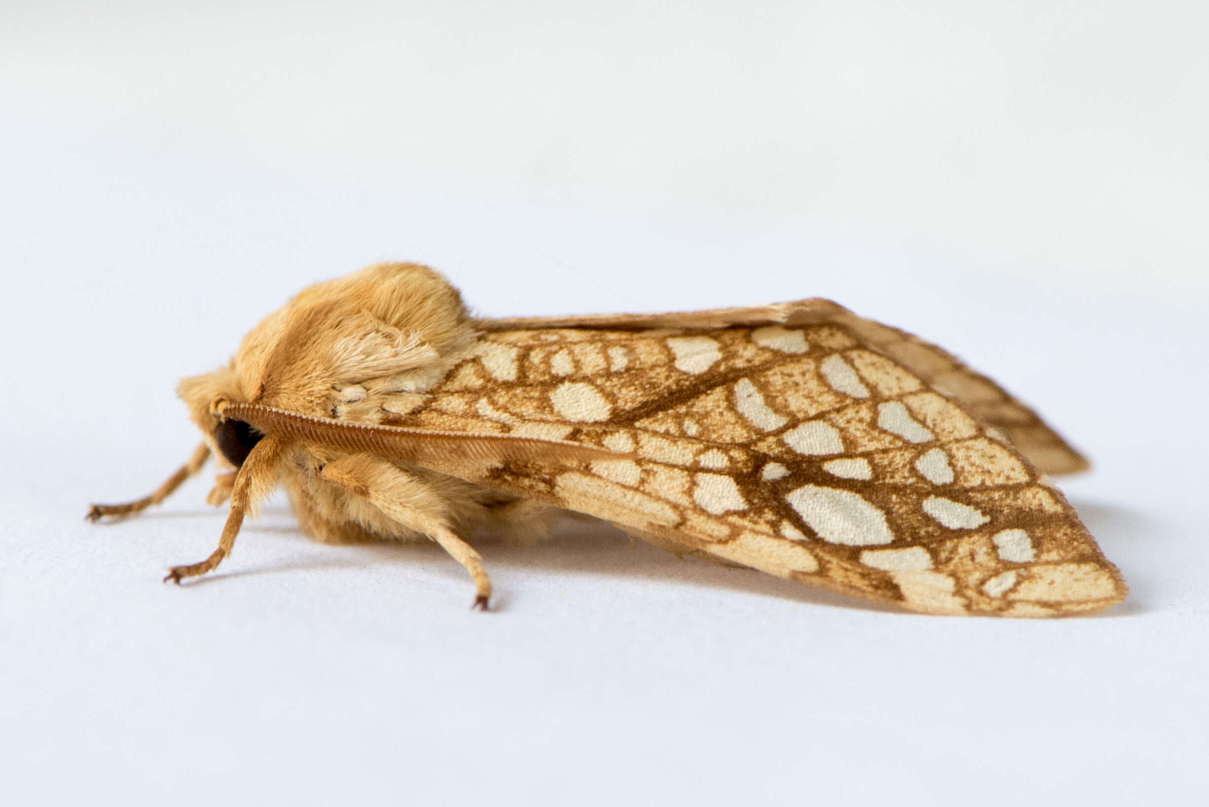 Слика од Lophocampa caryae Harris 1841