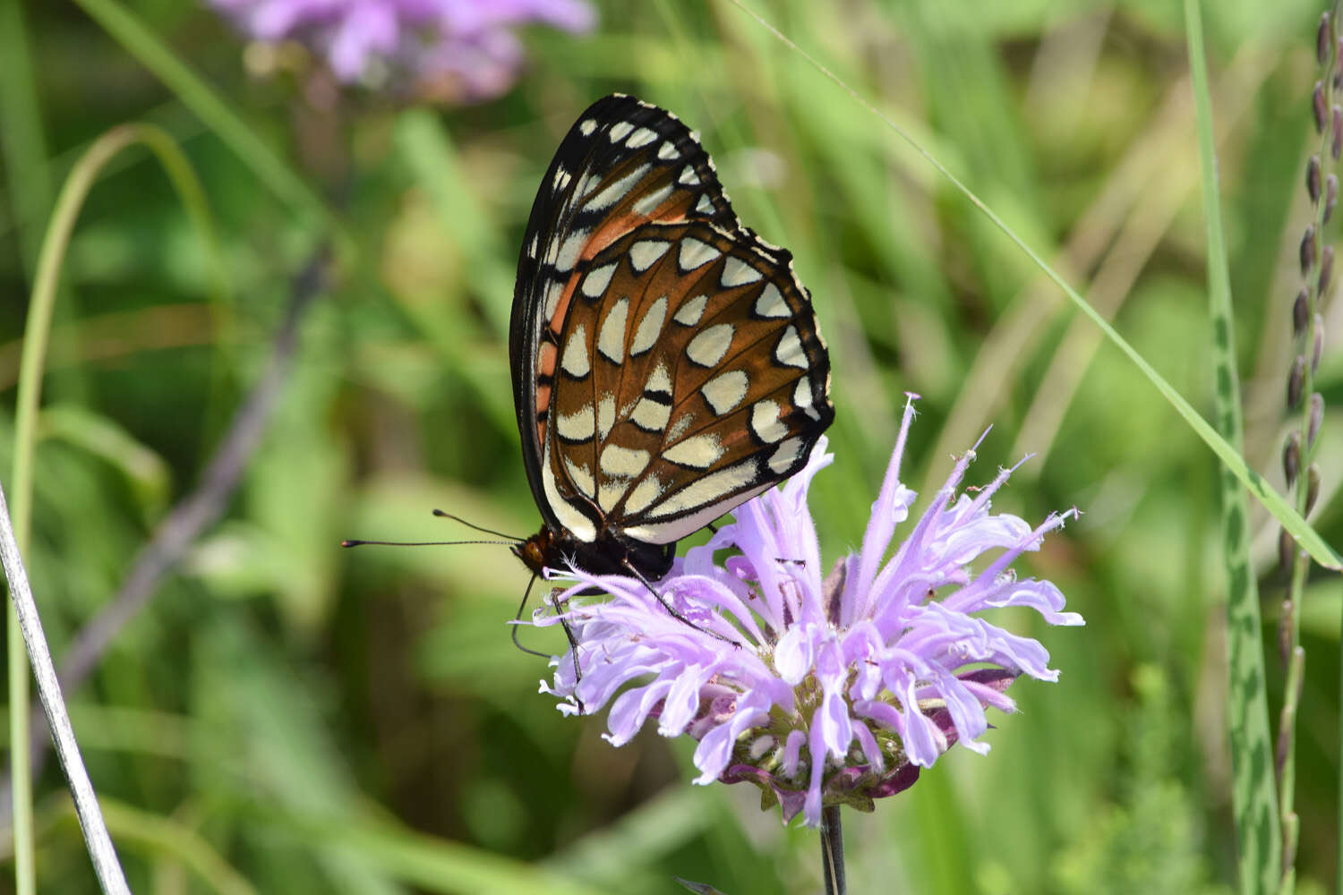 صورة Speyeria idalia Drury 1773