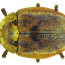Image of Wild Olive Tortoise Beetle