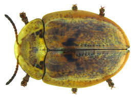 Image of Physonota