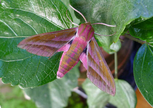 Image of elephant hawk-moth