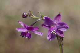 Image of rock lily