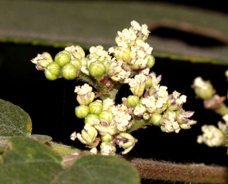 Image of Gunpowder-Tree