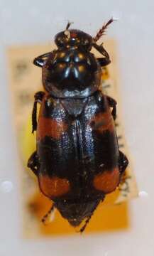 Image of Nicrophorus (Nicrophorus) apo Arnett 1950