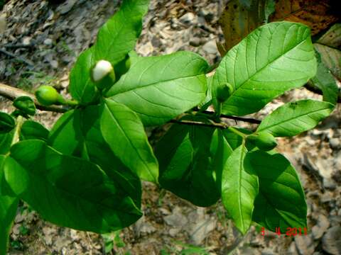 Image of guava