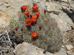 Image de Echinocereus triglochidiatus Engelm.