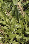 Image of Canada lousewort