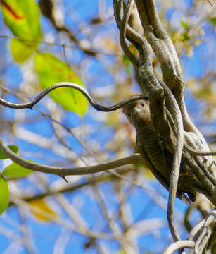 Image of Woodpeckers