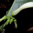 Image of Amphirrhox longifolia (A. St.-Hil.) Sprengel