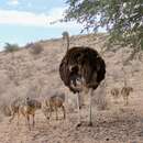 Image of South African Ostrich