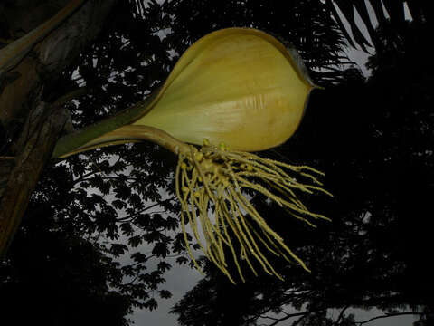 Image of bactris palm