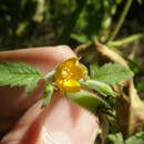 Image of Mentzelia isolata Gentry