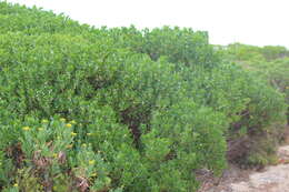 Myoporum insulare R. Br. resmi