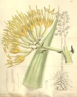 Image of Grijalva's agave