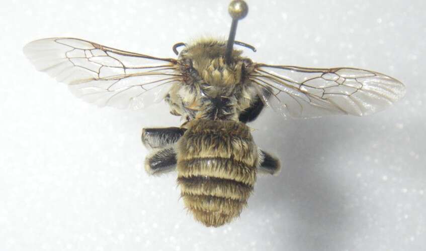 Image of Chimney Bees