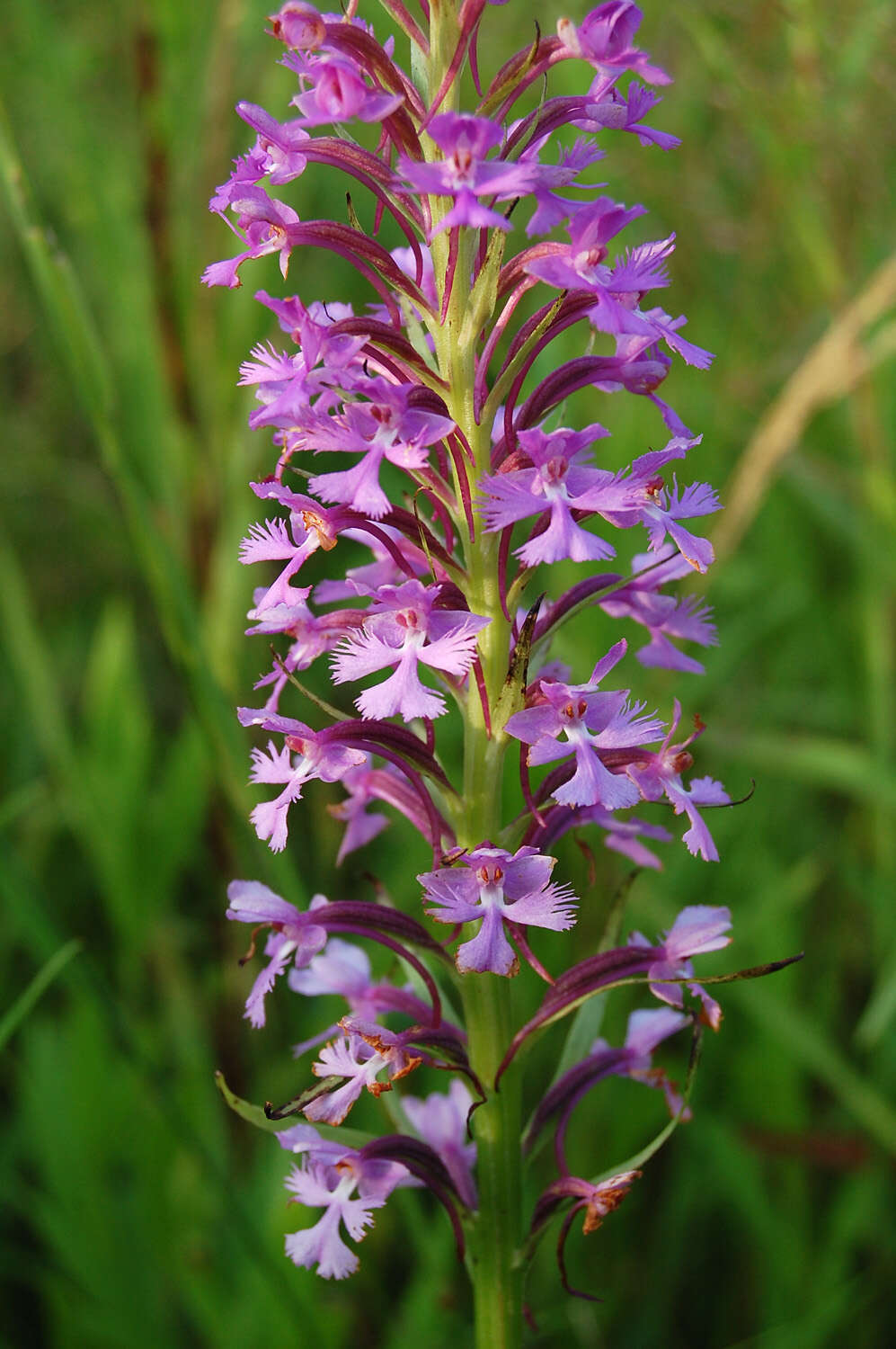 Image of Lesser purple fringed orchid