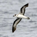 Image of Black-capped Petrel