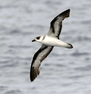 Image of Black-capped Petrel