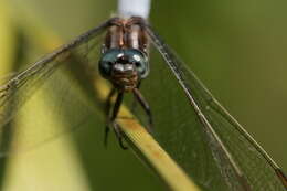 Image of Skimmers (Dragonflies)