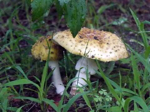 Imagem de Amanita flavorubescens G. F. Atk. 1902