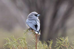 Image of Black-faced Woodswallow